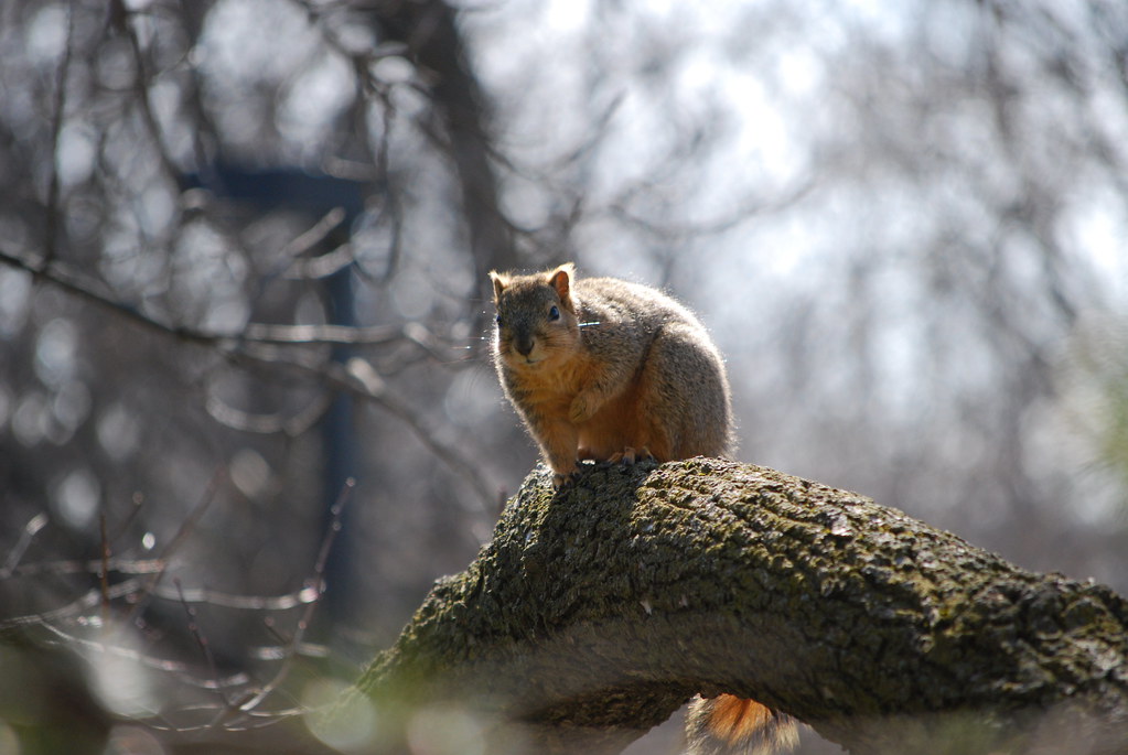 Mr. Nibbles on a Branch in March