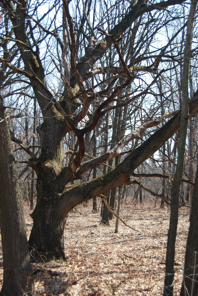 Waterfall Glen 077