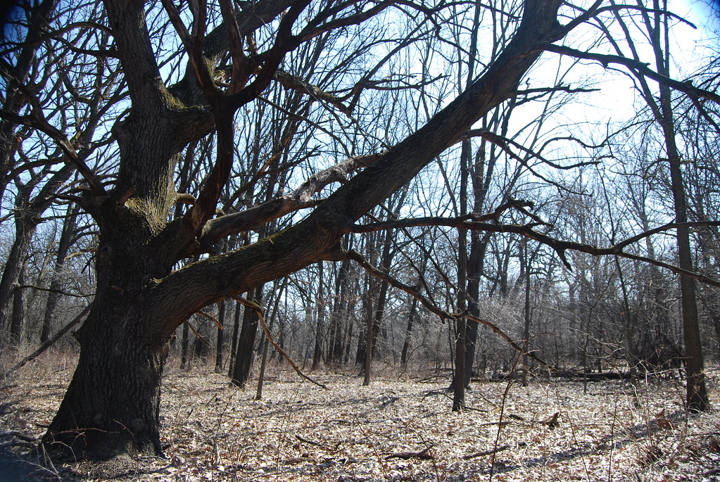 Waterfall Glen 079
