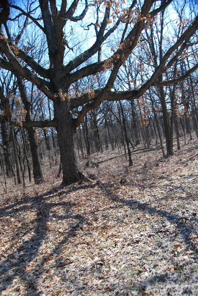 Waterfall Glen 082
