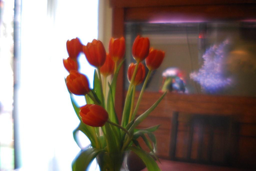 Tulips 1
