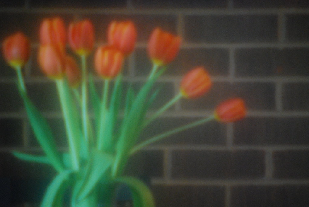 Tulips 6