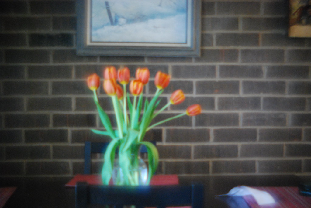 Tulips 5