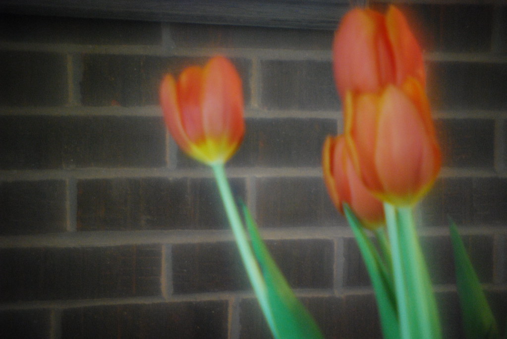 Tulips 4