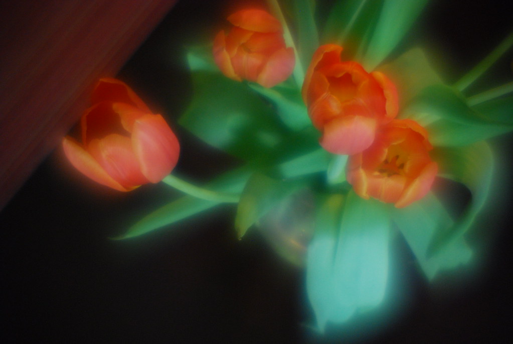 Tulips 2