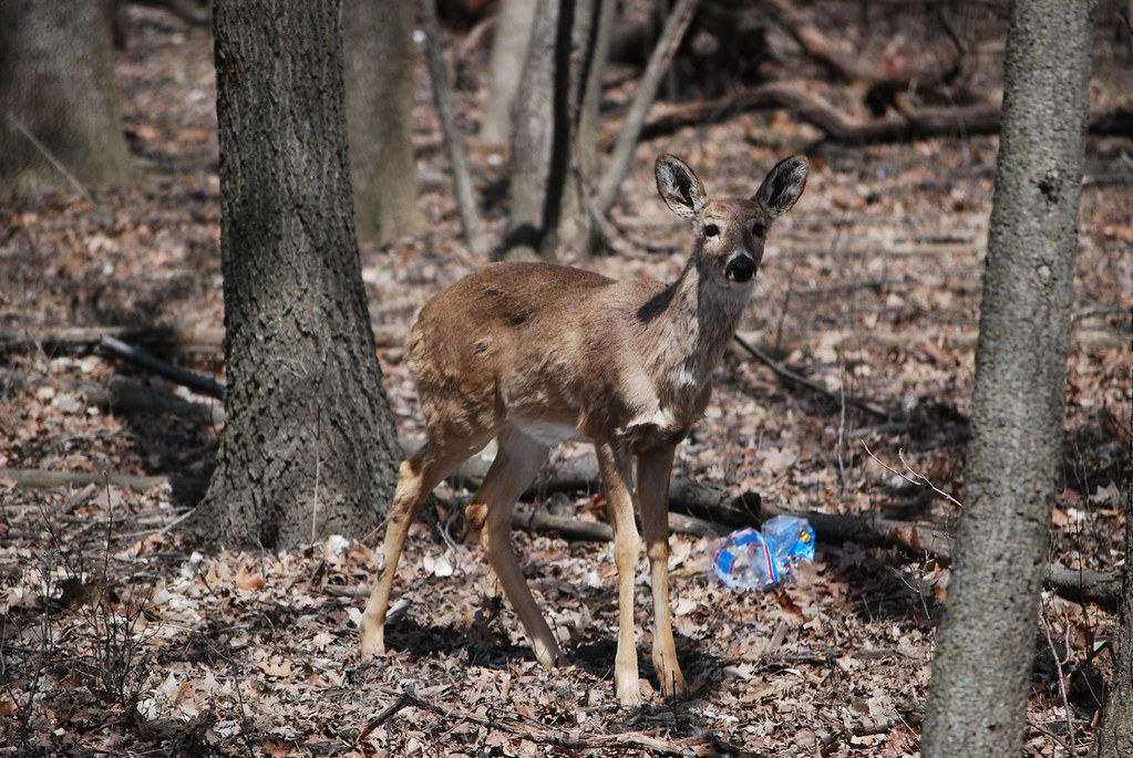 Catherine Chevalier Woods
