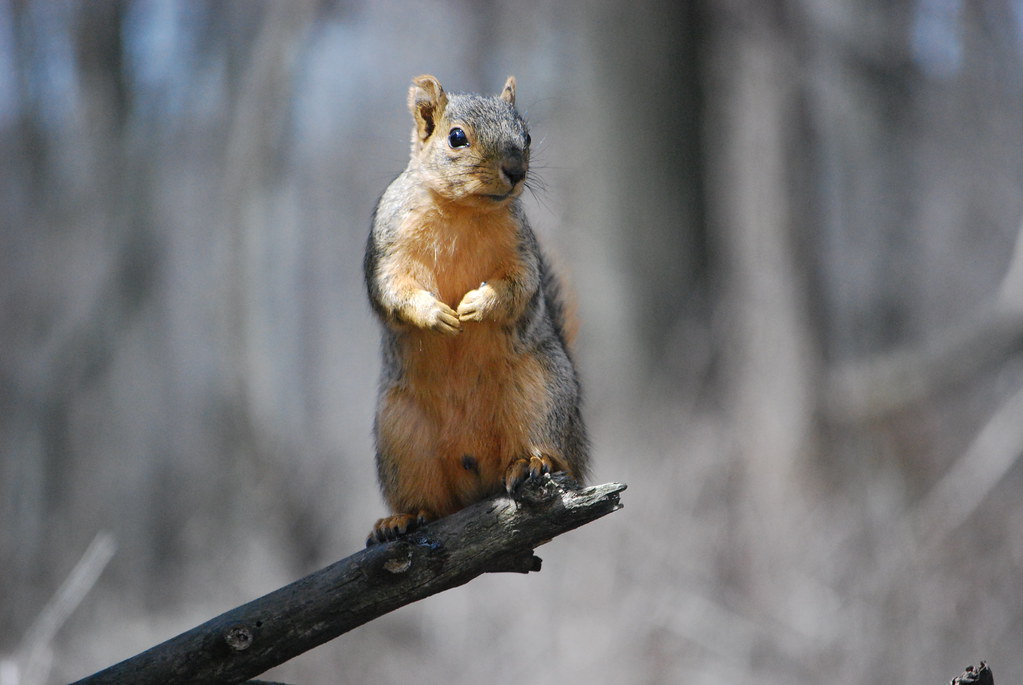 Squirrel at Catherine Chevalier Woods
