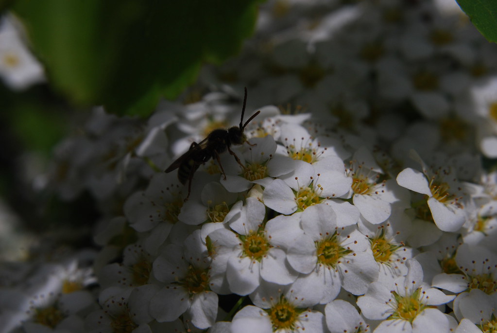 Andrena miserabilis 4