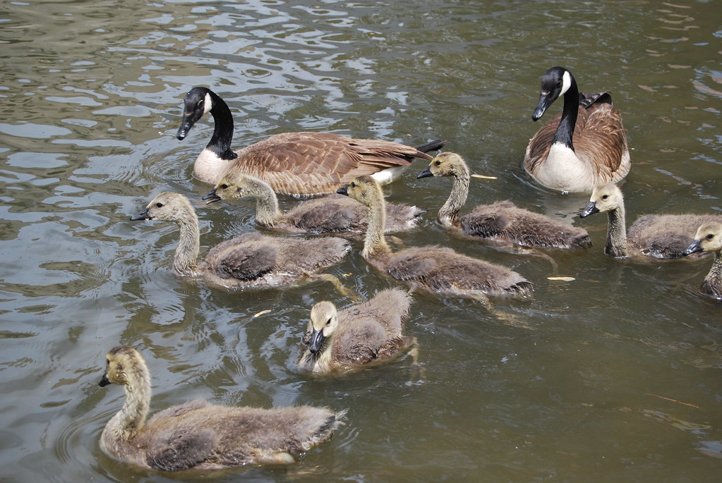 Downtown Naperville 084