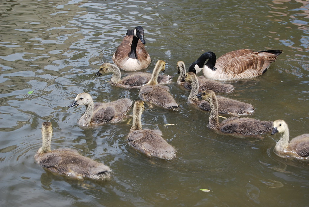 Downtown Naperville 085