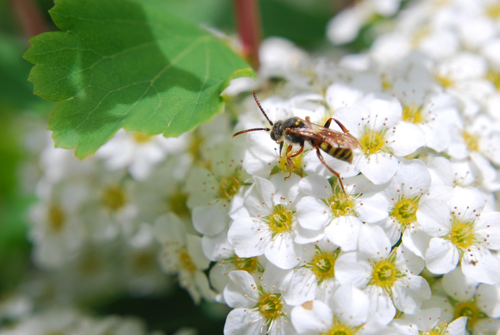Andrena miserabilis 2