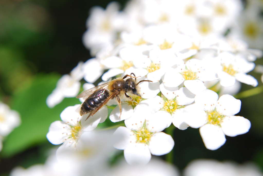 Andrena miserabilis 1