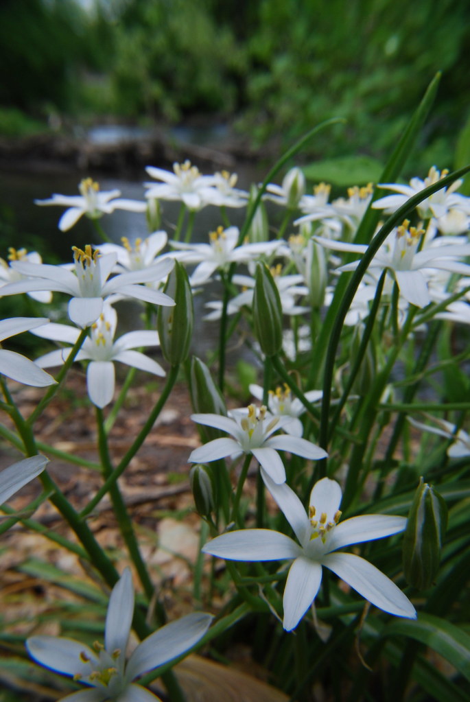 Naperville Riverwalk Flowers