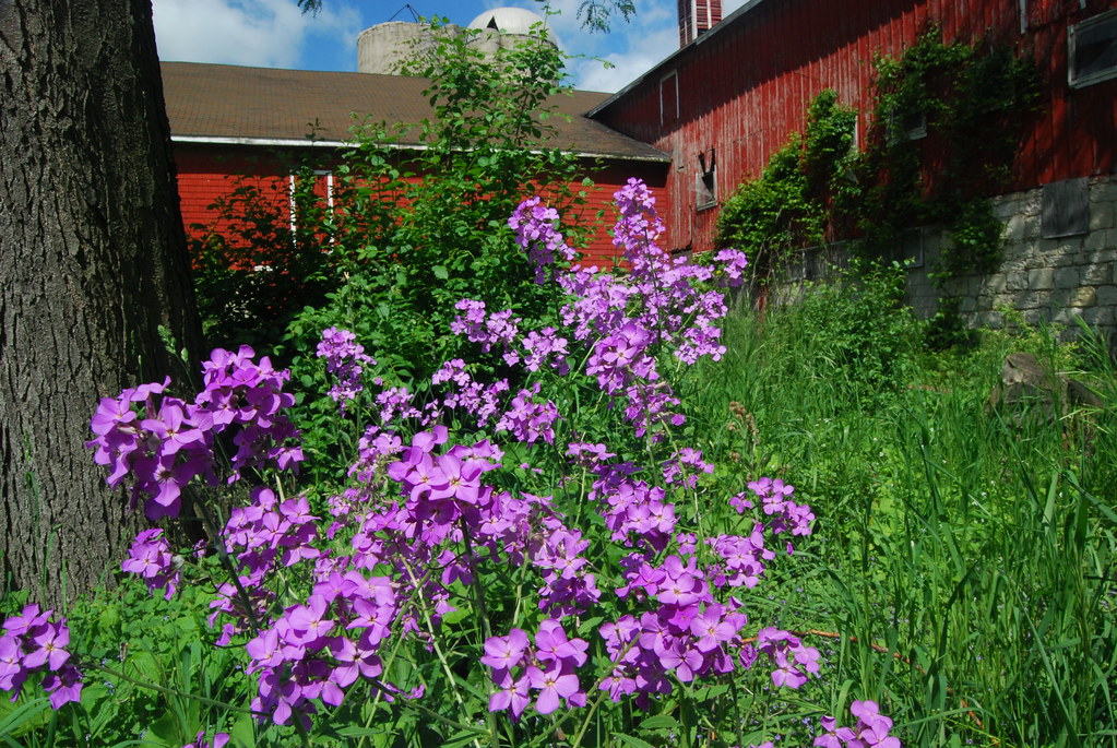 Greene Valley Forest Preserve 15