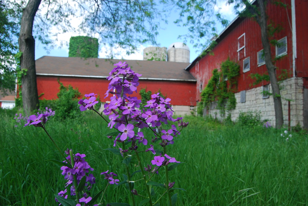 Greene Valley Forest Preserve 6