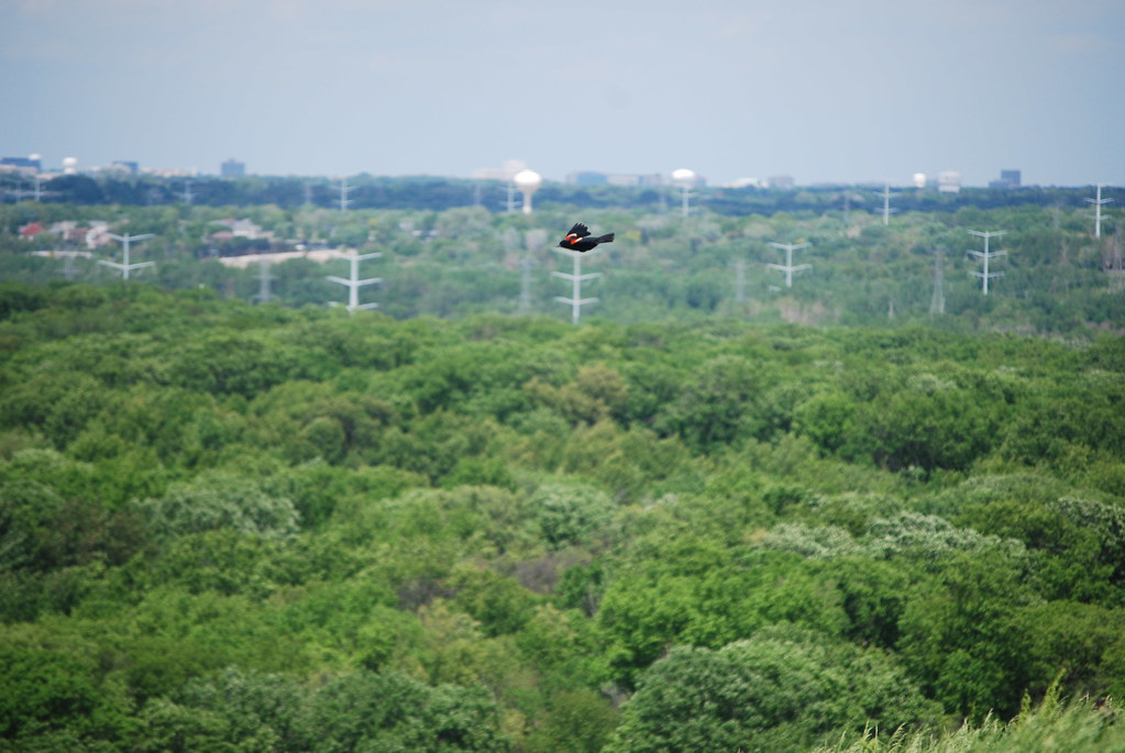 Naperville Scenic Overlook 14