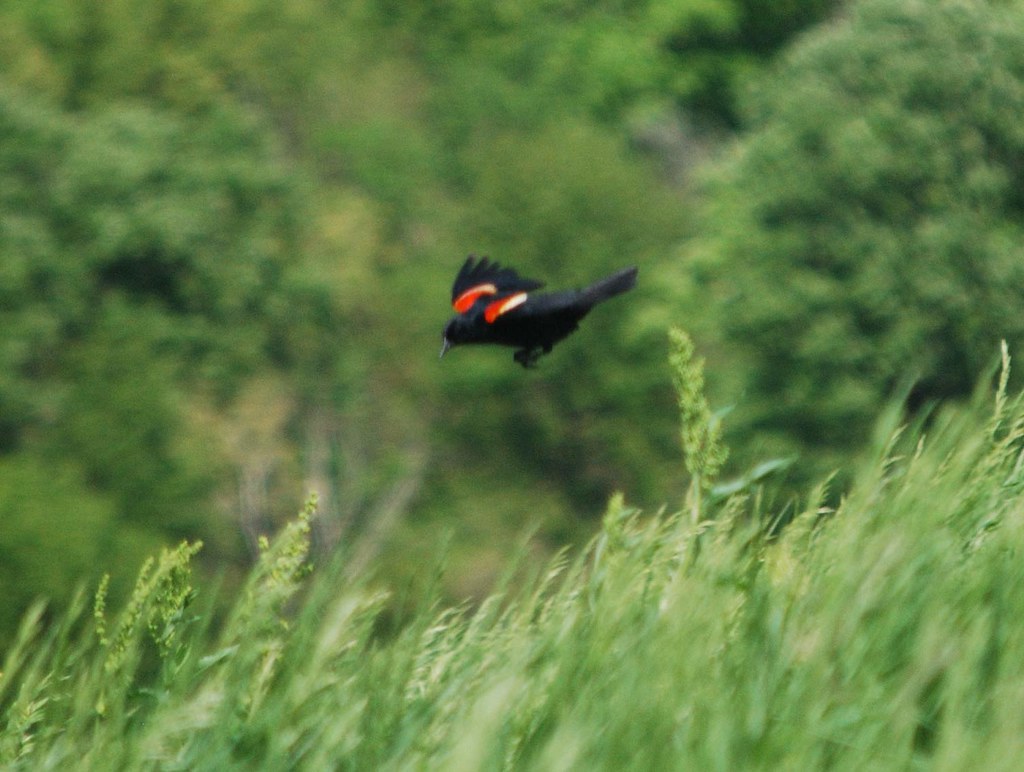 Naperville Scenic Overlook 13