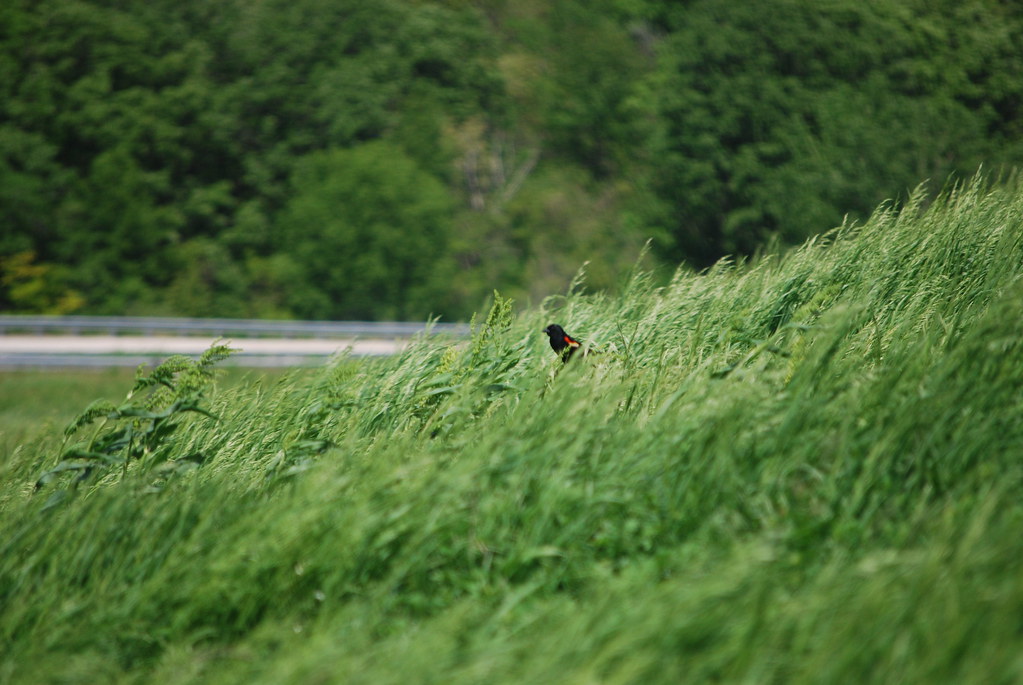 Naperville Scenic Overlook 12