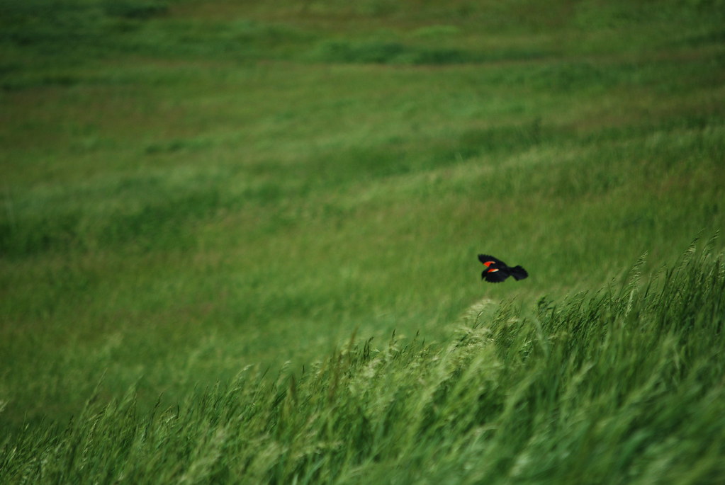 Naperville Scenic Overlook 11