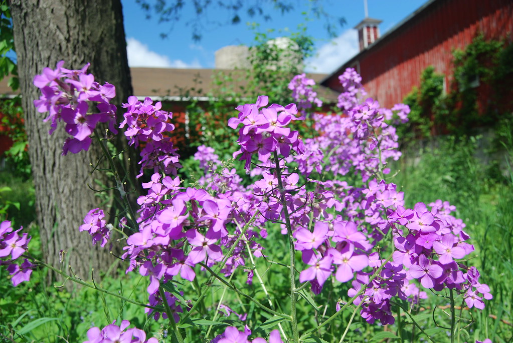 Greene Valley Forest Preserve 2