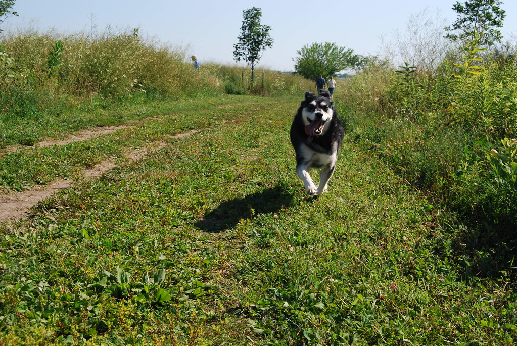 Naperville Springbrook Dog Park 016