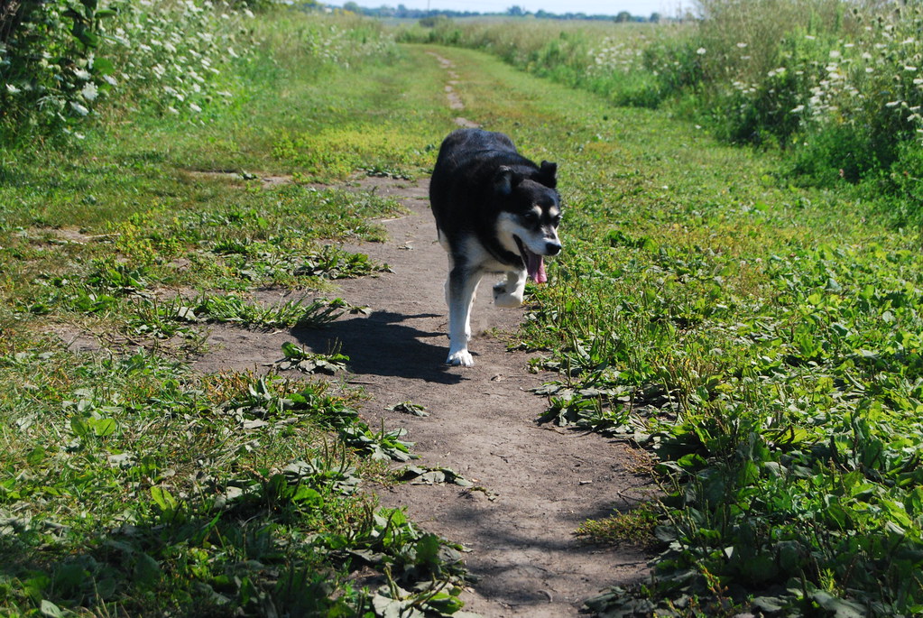 Naperville Springbrook Dog Park 020