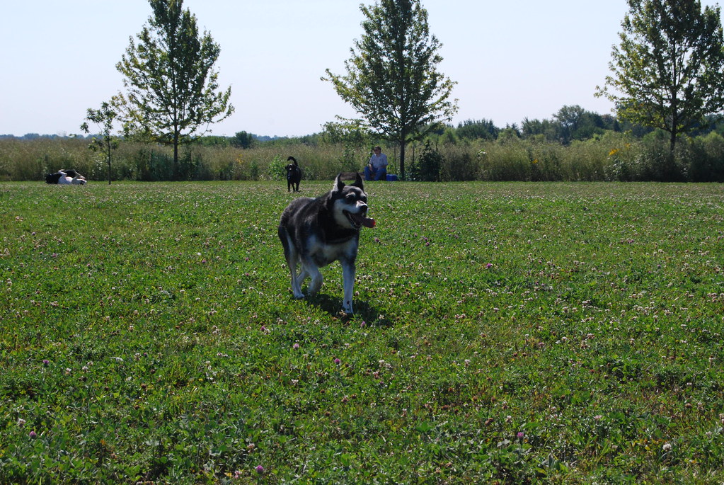 Naperville Springbrook Dog Park 033
