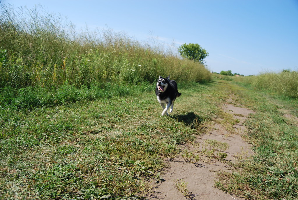 Naperville Springbrook Dog Park 013