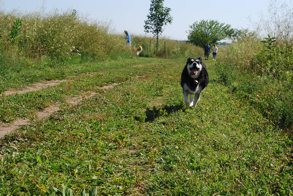 Naperville Springbrook Dog Park 015
