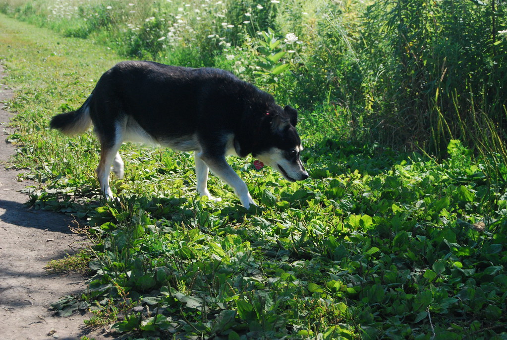 Naperville Springbrook Dog Park 021