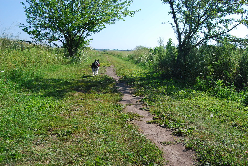 Naperville Springbrook Dog Park 022