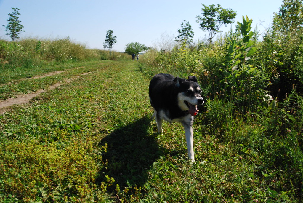 Naperville Springbrook Dog Park 018