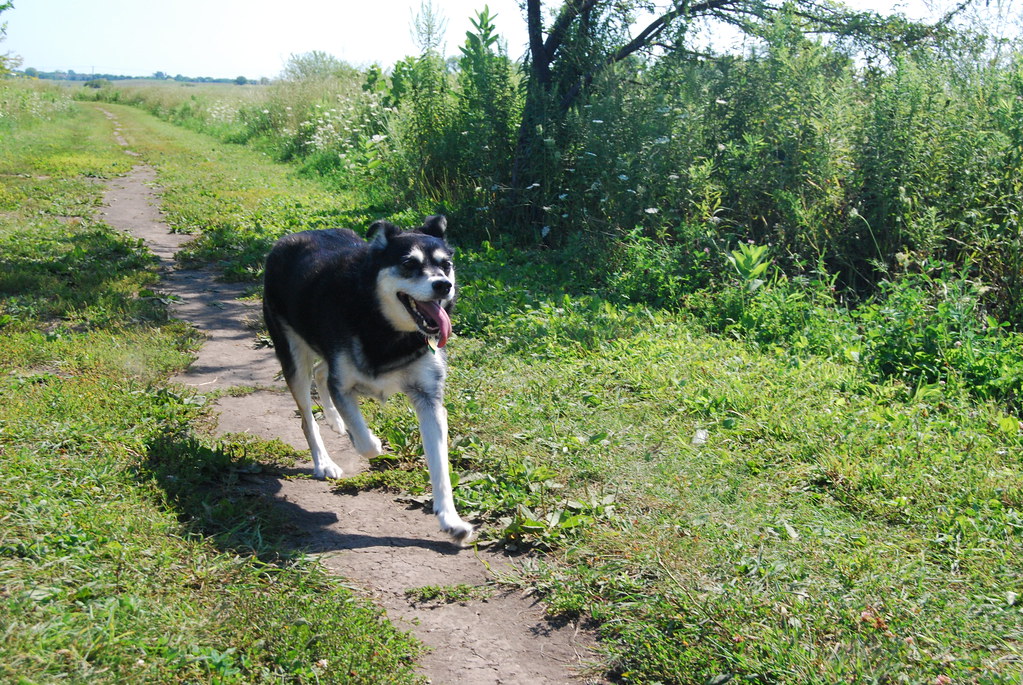 Naperville Springbrook Dog Park 025