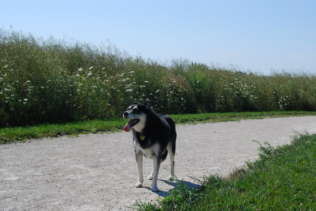 Naperville Springbrook Dog Park 040