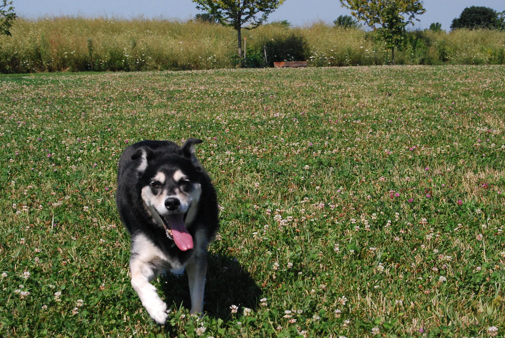 Naperville Springbrook Dog Park 047