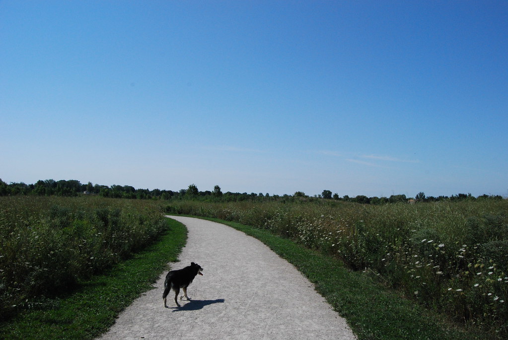 Naperville Springbrook Dog Park 051