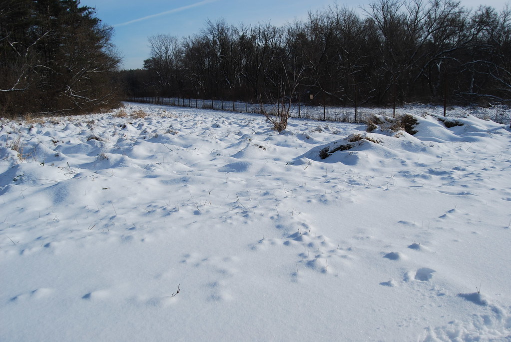 Winter at Waterfall Glen Forest Preserve 038