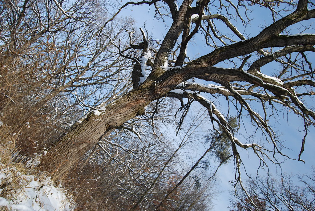 Winter at Waterfall Glen Forest Preserve 059