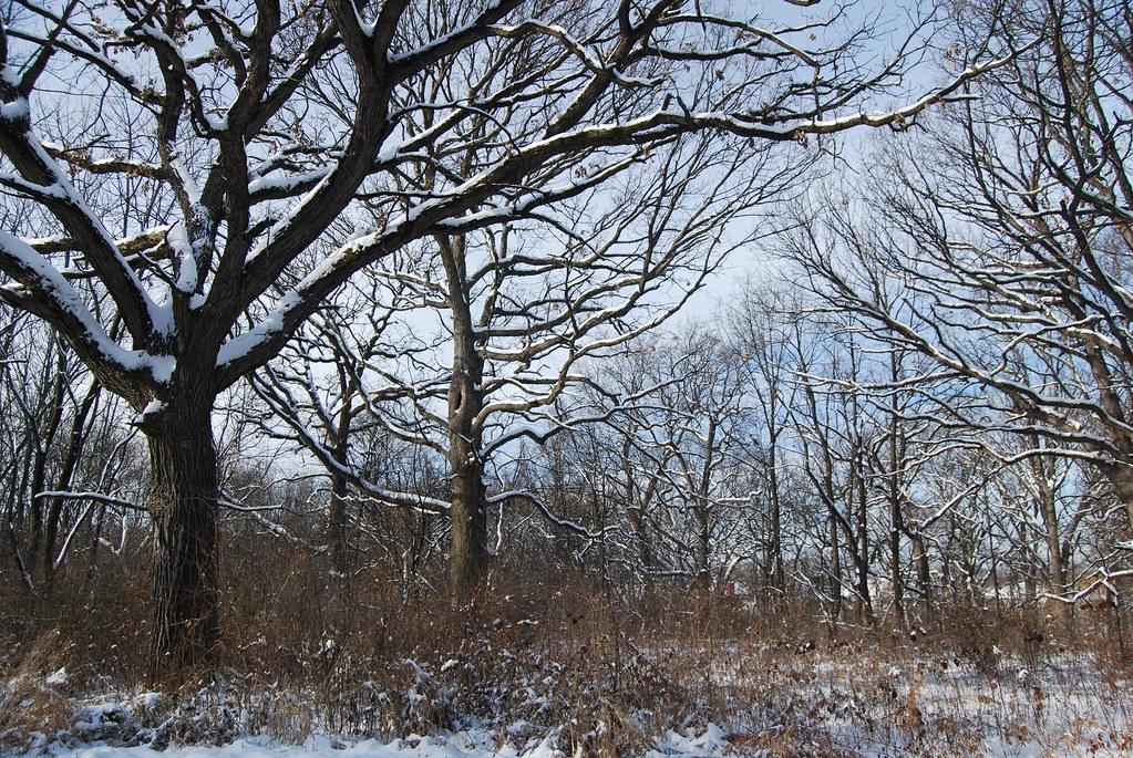 Winter at Waterfall Glen Forest Preserve 061