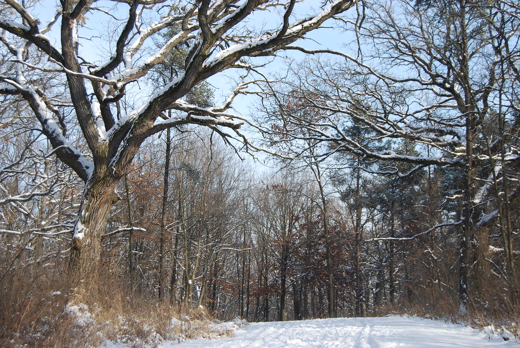 Winter at Waterfall Glen Forest Preserve 058