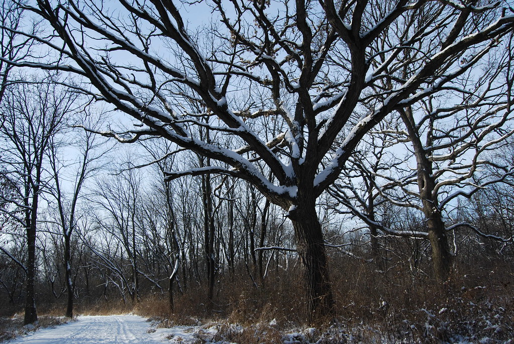 Winter at Waterfall Glen Forest Preserve 063