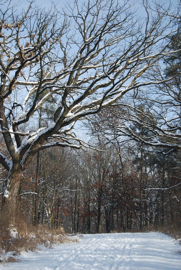 Winter at Waterfall Glen Forest Preserve 056