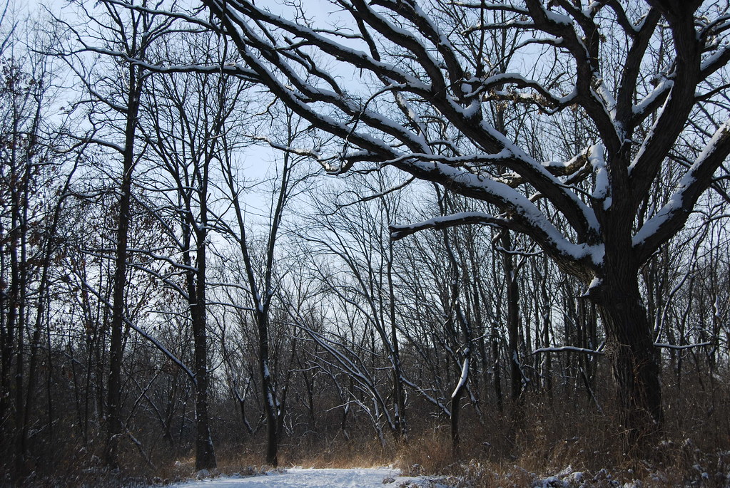 Winter at Waterfall Glen Forest Preserve 065