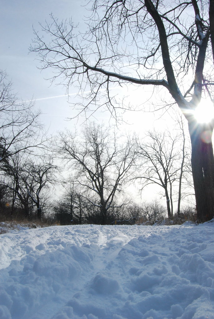 Winter at Waterfall Glen Forest Preserve 092
