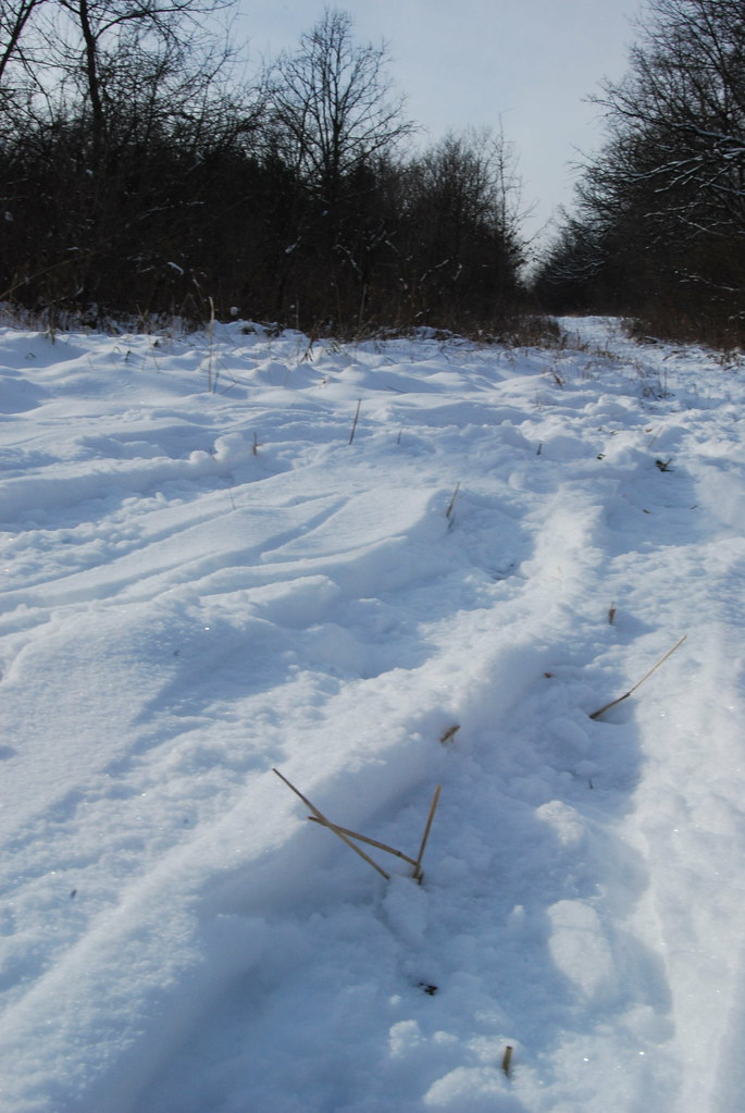 Winter at Waterfall Glen Forest Preserve 094