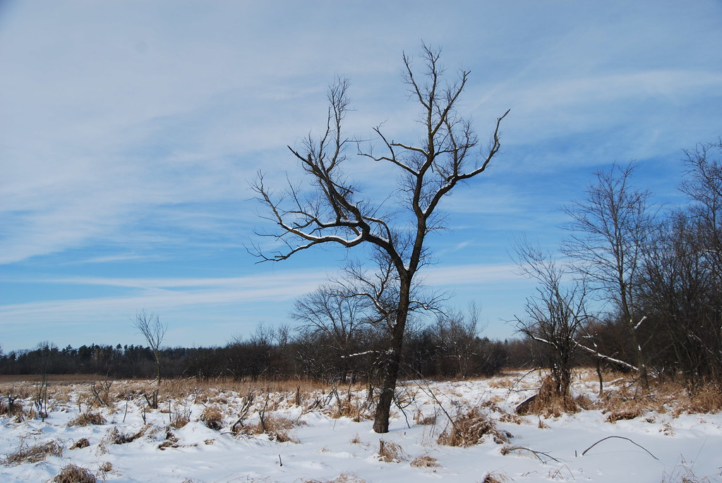 Winter at Waterfall Glen Forest Preserve 138