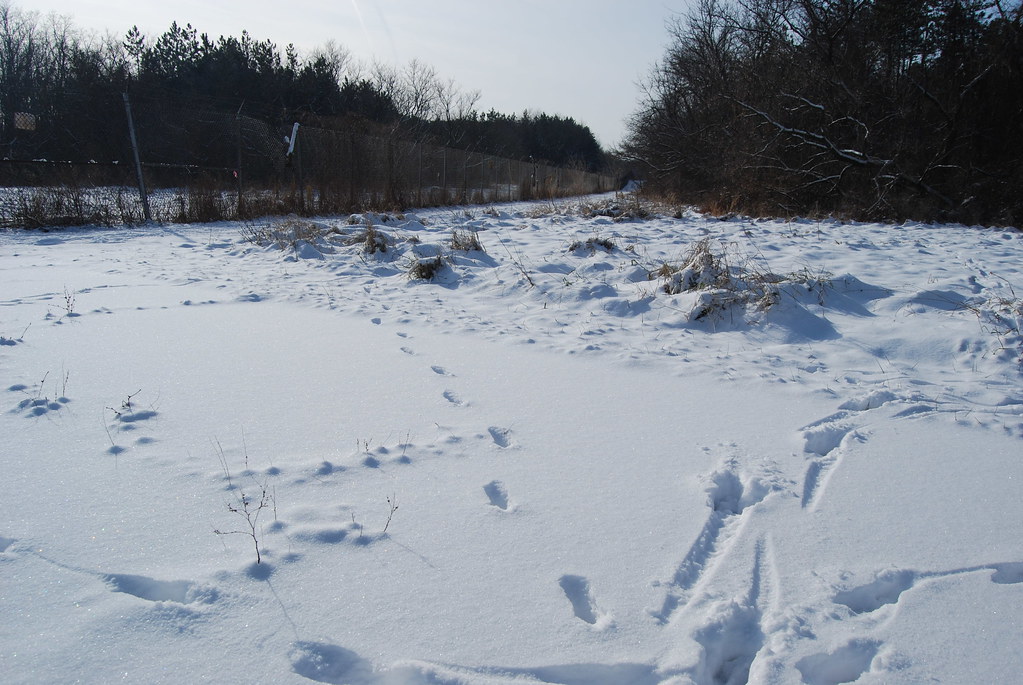 Winter at Waterfall Glen Forest Preserve 036