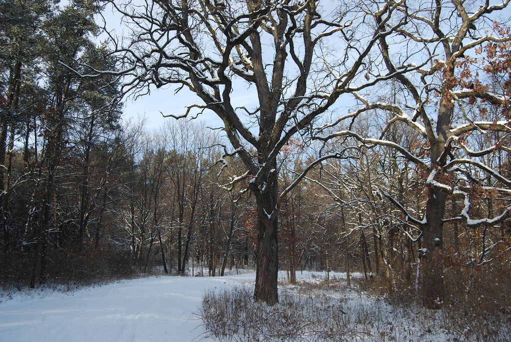 Winter at Waterfall Glen Forest Preserve 072