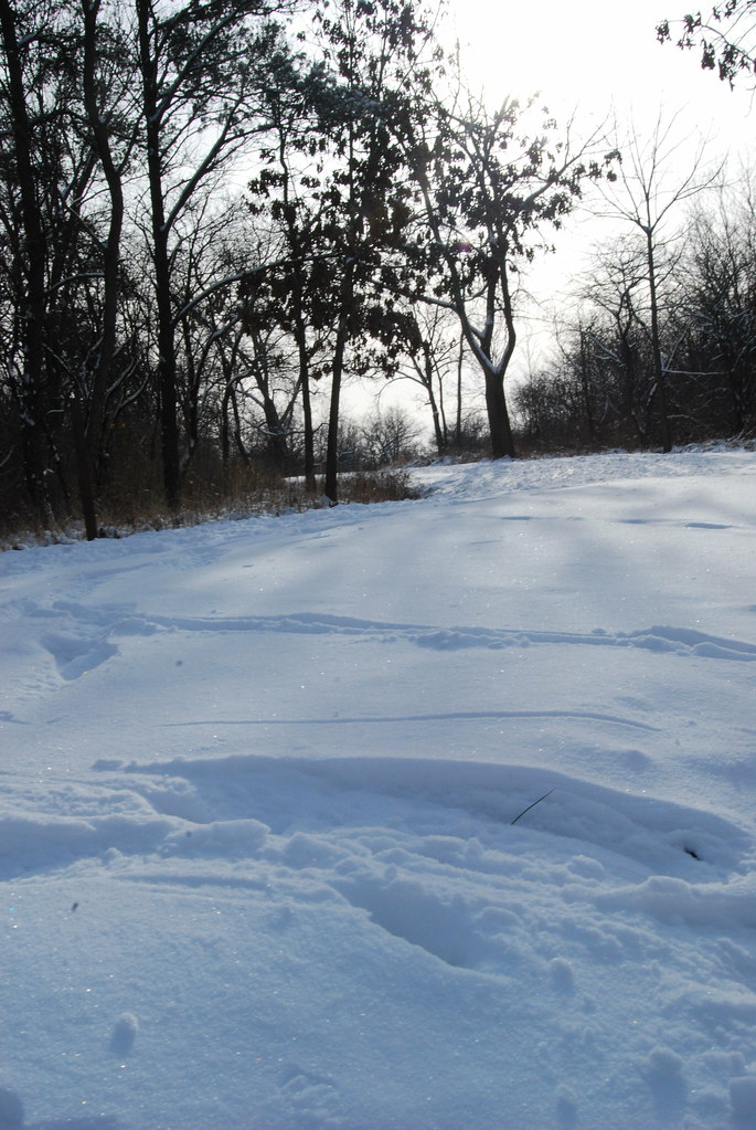 Winter at Waterfall Glen Forest Preserve 100