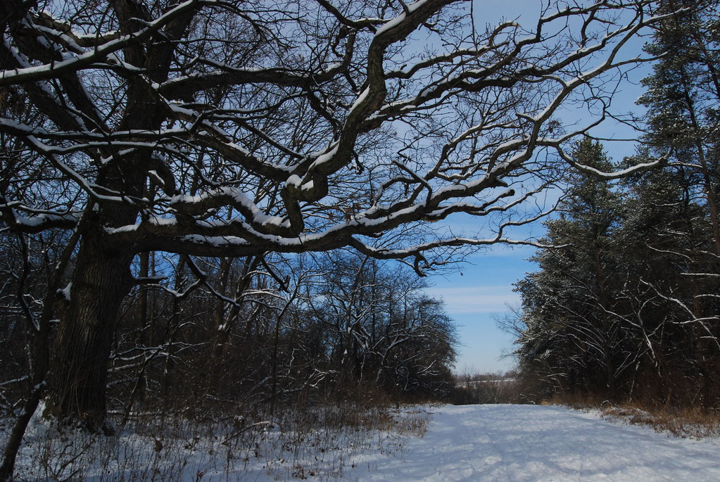 Winter at Waterfall Glen Forest Preserve 122